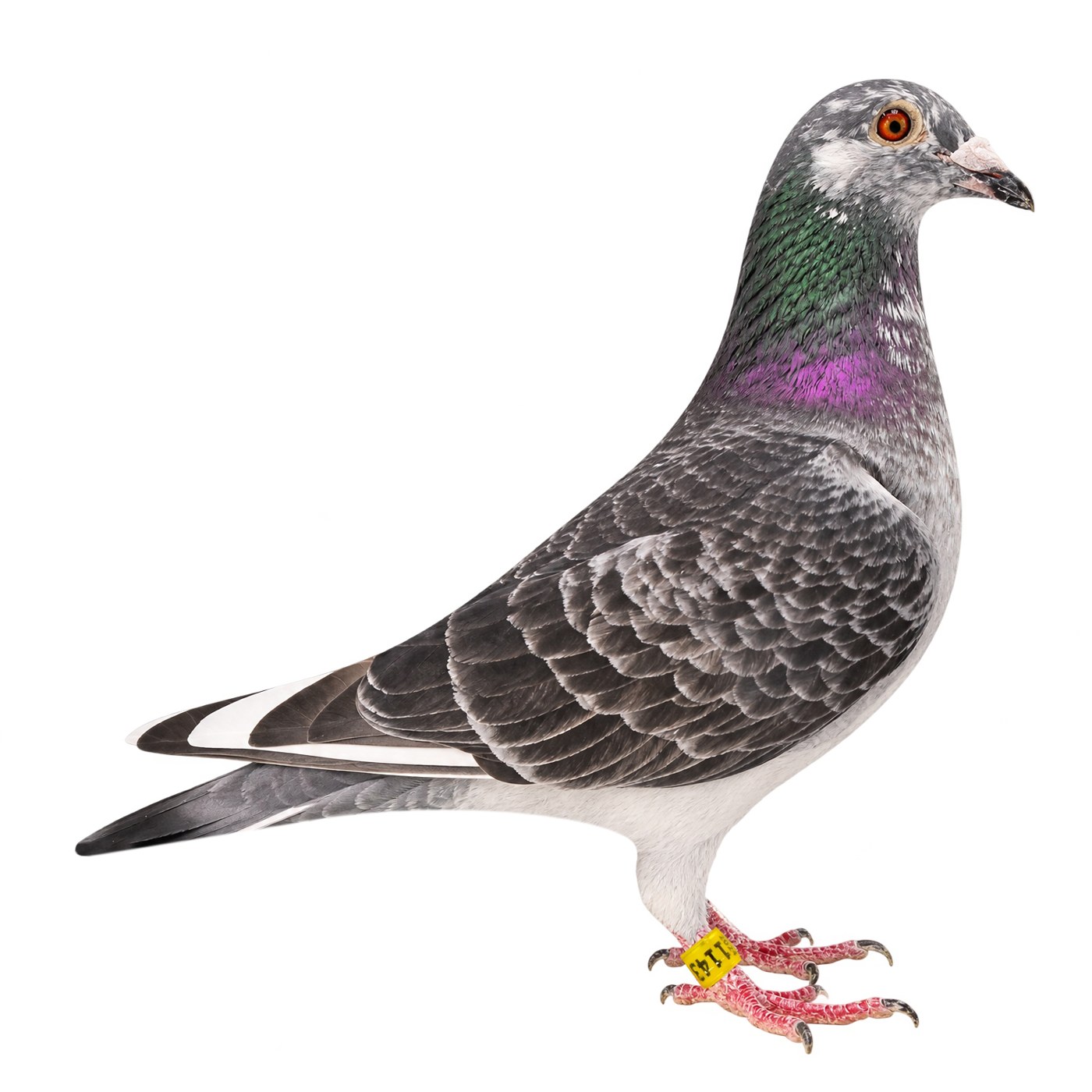 Studio portrait of a checkered racing pigeon